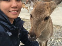-鹿境梅花鹿生态园区
