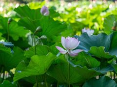 -乌村