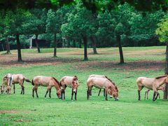 -杭州野生动物世界