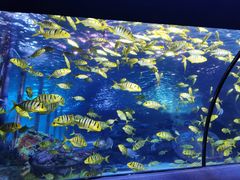 -太平洋海底世界