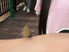 -西双版纳原始森林公园