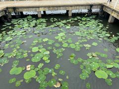 -东湖落雁景区