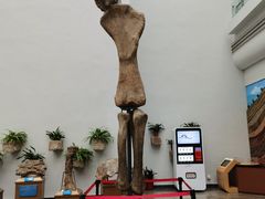 -自贡恐龙博物馆