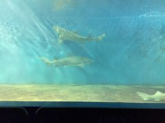 -北戴河圣蓝海洋公园