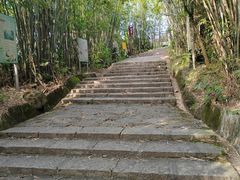-东莞市大岭山森林公园