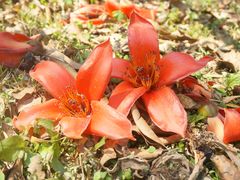 -中国科学院西双版纳热带植物园