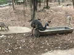 -清迈夜间动物园