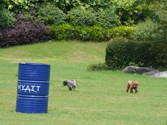 -上海崇明金茂凯悦酒店