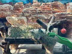 -石家庄市动物园