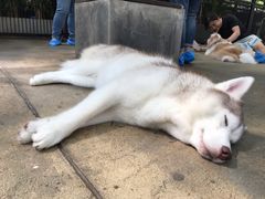 -TrueLove @ Neverland (Husky Cafe)