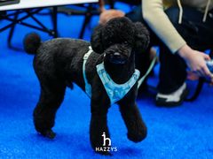 -喜洋洋宠物医院(震川路总店)