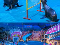 -烟台海昌鲸鲨海洋公园