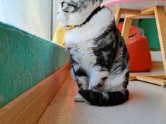 -猫在这儿猫咪咖啡馆·撸猫馆