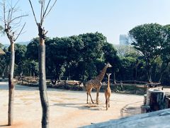 -深圳野生动物园