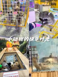 点击看大图 -神奇动物撸宠馆·羊驼·小浣熊·异宠(豫园店)