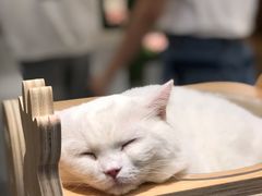 -飞行喵MR PILOT|猫舍·猫咖(静安大融城店)