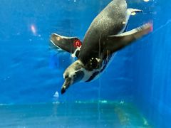 -太平洋海底世界