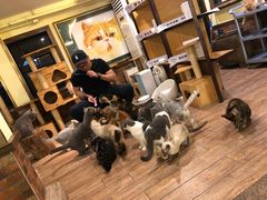 -more than meow吴止猫主题餐厅(承德 中船汇店)