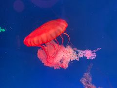 -海合安青岛极地海洋公园