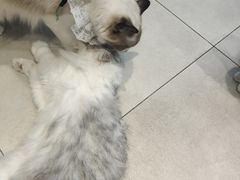 -怪兽屋·羊驼·猫咖·狗咖(俊华广场店)