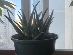 -宜家家居(四元桥商场店)