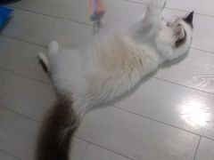 -喵的天空名猫咖啡馆·撸猫·猫舍·用品