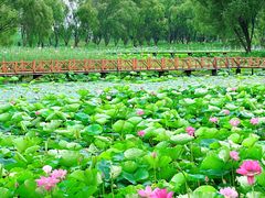 -洪湖生态旅游区