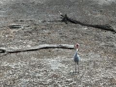 -奥兰多迪士尼动物王国乐园