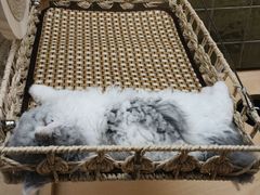 -帕帕拉兹宠物(亚洲旗舰店)