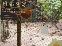 -兴隆隆苑咖啡庄园