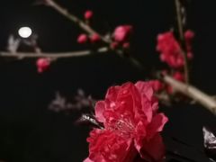 -黄村公园