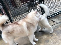 -TrueLove @ Neverland (Husky Cafe)