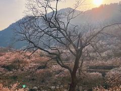 -崂山九水游览区