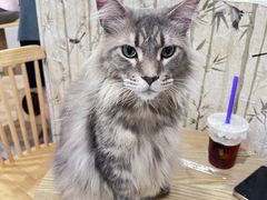 -楼上猫咖(罗湖店)