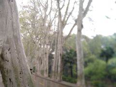 -武汉大学-樱园