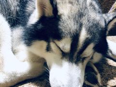 -more than meow吴止猫主题餐厅(承德 中船汇店)