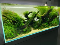 -ADA自然水景世界