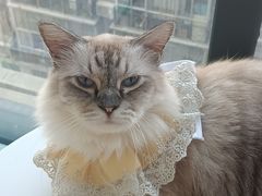 -怪兽屋·羊驼·猫咖·狗咖(俊华广场店)