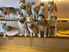 -Husky Go! 哈士奇体验馆·宠物咖啡厅狗咖