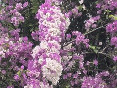 -鹅滋道(甘坑古镇店)