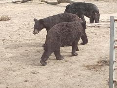 -鄂尔多斯野生动物园