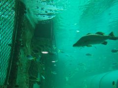 -悉尼海洋生物水族馆
