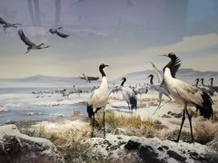 -中国湿地博物馆