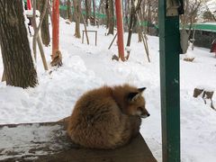 -宫城藏王狐狸村