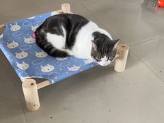 -艾贝尔宠物医院·24H转诊中心·肿瘤猫专科(江宁双龙店)