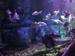 -暹罗海洋世界
