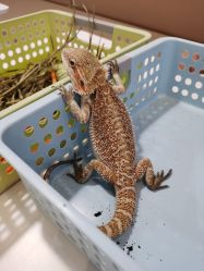 -Moni星球萌宠·小马宝莉·灵蛇·高端高阶全萌宠互动体验俱乐部(红豆国际广场店)
