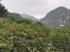 -北宅大永樱桃采摘基地(崂山总部)