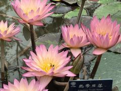 -中国科学院西双版纳热带植物园