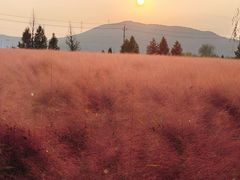 -羊亭河湿地公园